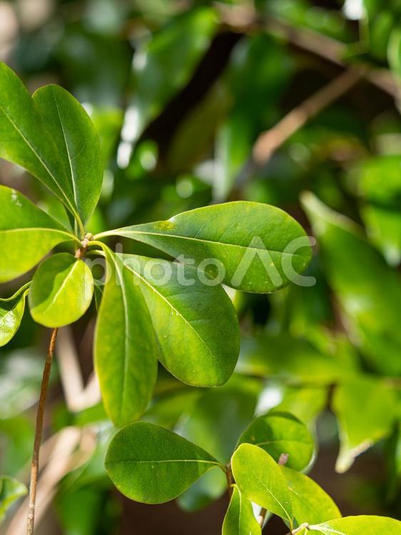鮮やかな新緑の葉 新緑,鮮やか,綺麗の写真素材