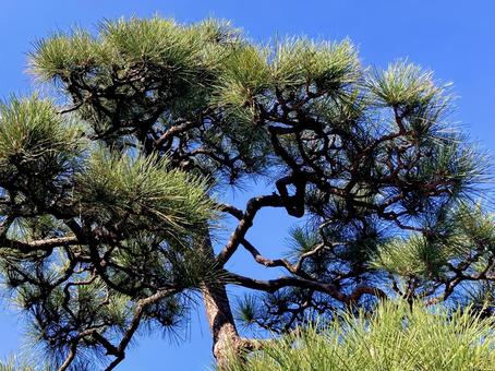 松 松,松の木,針葉の写真素材