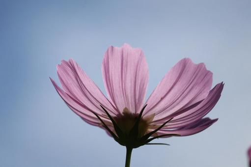 青空と下から見たピンクのコスモスの花 青空と下から見たピンクのコスモスの花 青空,下,見たの写真素材