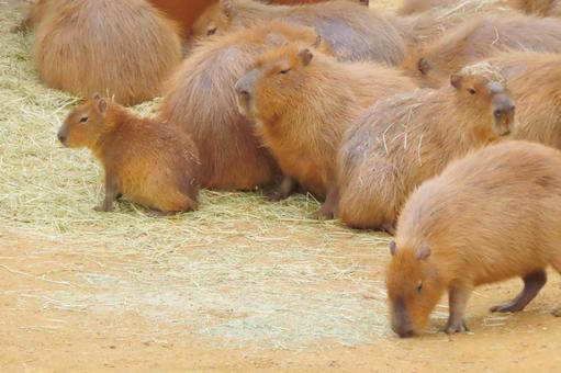 カピバラファミリー カピバラファミリー 生き物,草食動物,哺乳類の写真素材