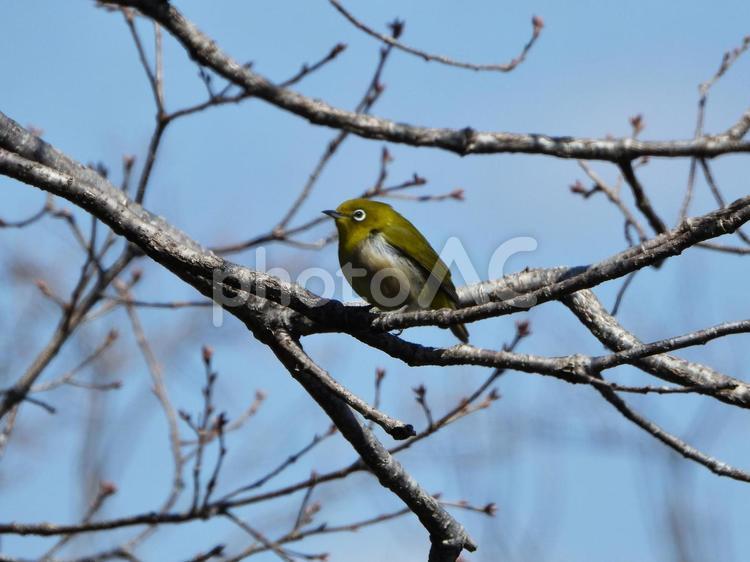 離れた枝にとまったメジロ メジロ,鳥,鳥類の写真素材
