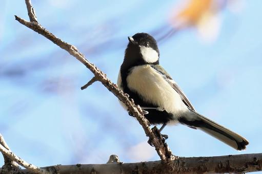 シジュウカラ シジュウカラ,あどけない,眼差しの写真素材