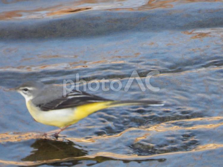 近所の小川で撮ったキセキレイ 鳥,野鳥,小鳥の写真素材