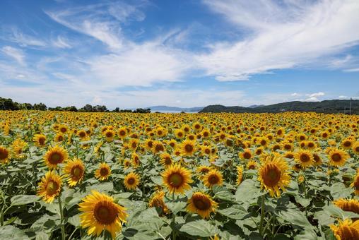 満開のひまわり畑 満開のひまわり畑 ヒマワリ,向日葵,花の写真素材