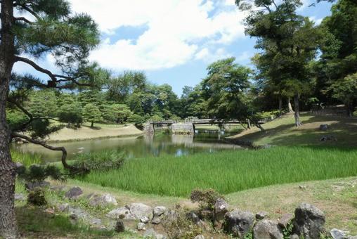 庭園の中の水田 庭園の中の水田の写真