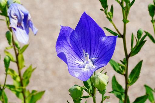キキョウ キキョウ キキョウ,花,紫の写真素材