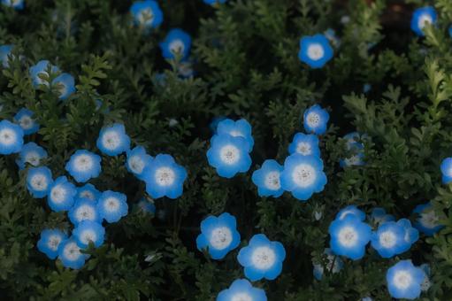 ネモフィラ ネモフィラ,青色,花の写真素材