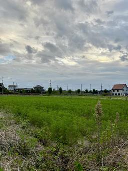 田んぼ 田んぼ 田,田園,田舎の写真素材