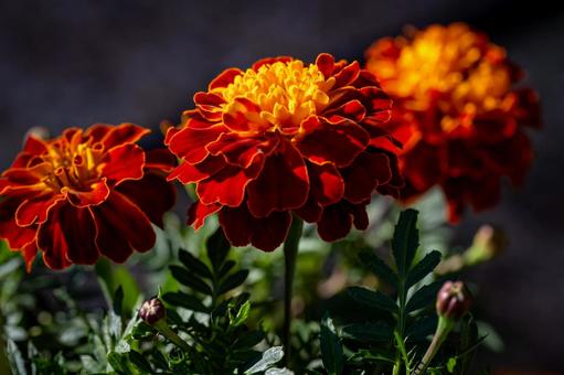 マリーゴールドの写真