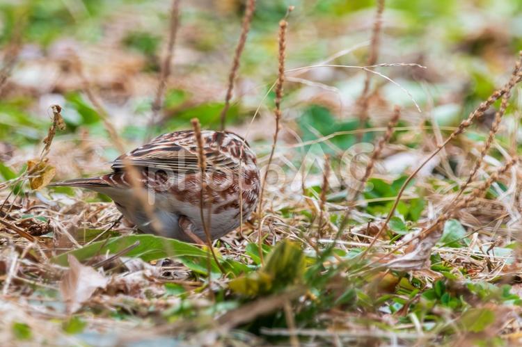 草むらで採餌中のカシラダカ カシラダカ,鳥,野鳥の写真素材