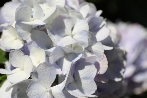 Photo, hydrangea, june, rainy season, 