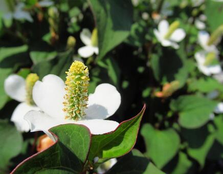 どくだみ どくだみの写真