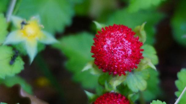 Photo, strawberry, red, wild strawberries, 