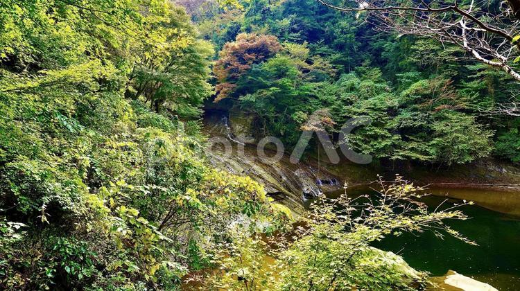 千葉県大多喜町養老渓谷　紅葉の粟又の滝 紅葉,粟又の滝,養老渓谷の写真素材