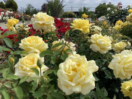 薔薇 薔薇の写真