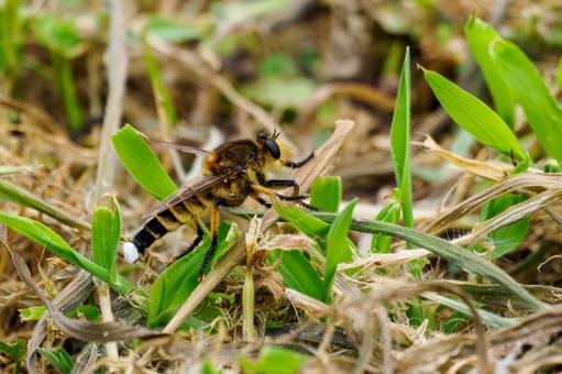 Photo, insect, shioyab, creatures, 