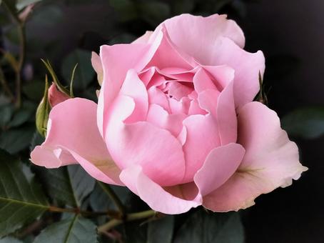 Veranda Rose Robe Decollete, JPG