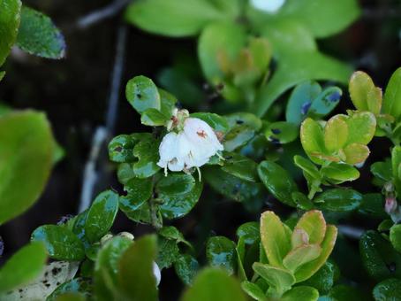 Photo, lingonberry, mountains, alpine plants, 