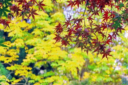 もみじの紅葉 紅葉,もみじ,イロハモミジの写真素材