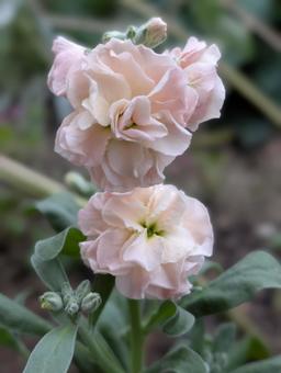 ストックの花 2 ストックの花 2 ストック,ピンク,花の写真素材