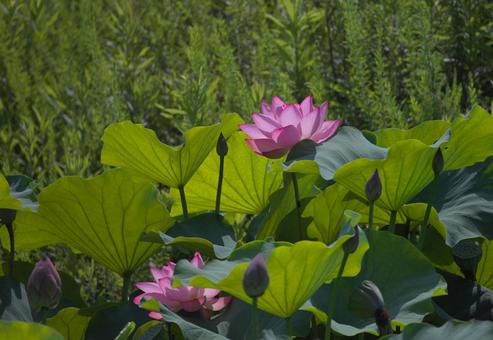 Photo, a lotus, green, plant, 