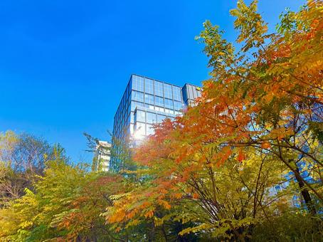 美しい紅葉とモダンなビル群 青空,空,ブルースカイの写真素材