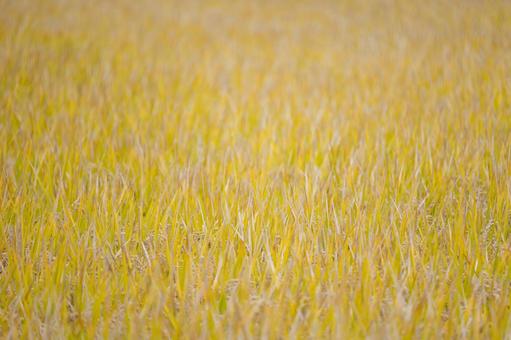柔らかな色彩が広がる稲穂の風景 稲,稲穂,米の写真素材