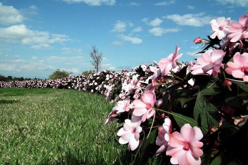 花と青空の写真