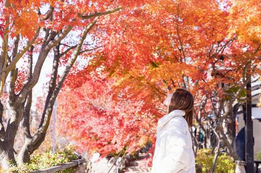 紅葉を楽しむ女性 紅葉,秋,女性の写真素材