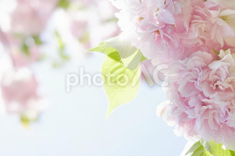 春空と柔らかな光を纏った八重桜の花背景2 桜,サクラ,さくらの写真素材