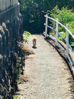 朝から猫ちゃんの後ろ姿 朝から猫ちゃんの後ろ姿の写真