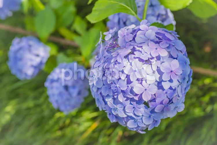 綺麗な形のアジサイ 紫陽花,あじさい,花の写真素材