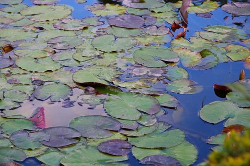水面に浮かぶ蓮の葉 水面に浮かぶ蓮の葉 睡蓮,スイレン,水面の写真素材