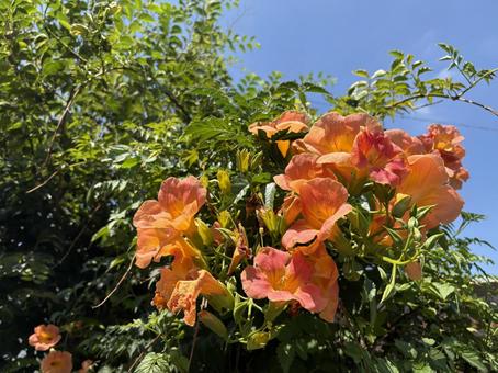 ノウゼンカズラ アップ ノウゼンカズラ アップ ノウゼンカズラ,凌霄花,オレンジの写真素材