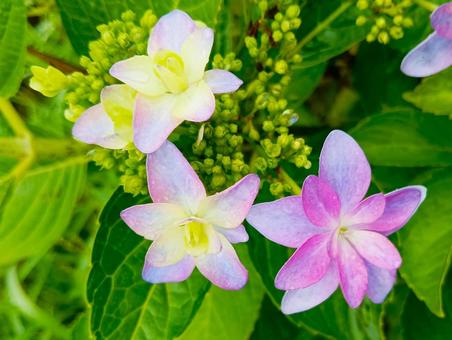 アジサイの花 アジサイの花の写真