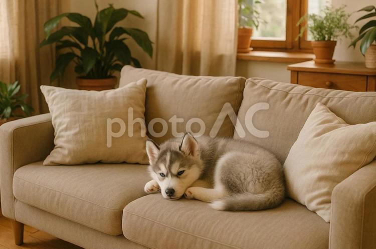 ソファの上で寂しそうに丸まってる子犬 犬,動物,けものの写真素材