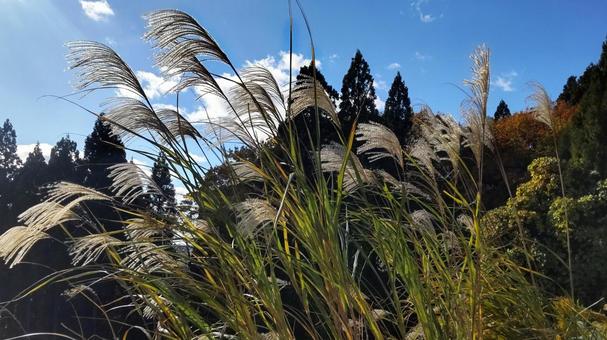 ススキの穂 ススキの穂,自然,葉の写真素材