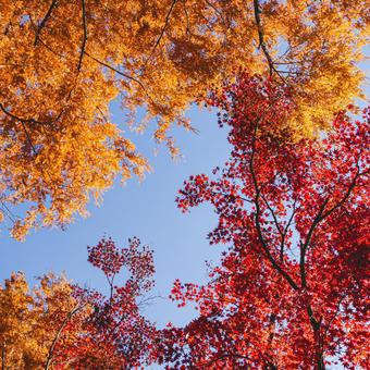 丸山公園の紅葉 紅葉,秋,青空の写真素材
