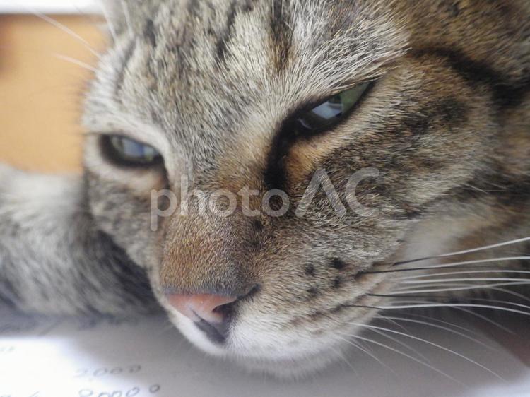 虚ろな瞳のキジトラのアップ 猫,cat,ネコの写真素材
