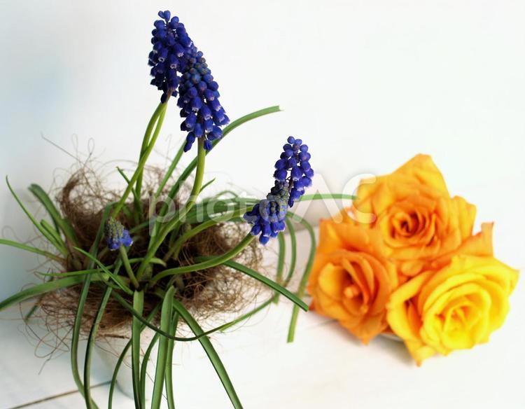 鉢に植えたムスカリと薔薇、春のインテリア インテリア,鉢植え,春の写真素材