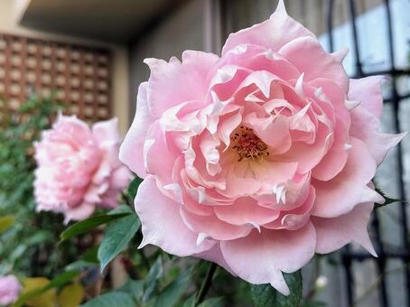 ベランダのバラ・エリクシル 薔薇,バラ,エリクシルの写真素材