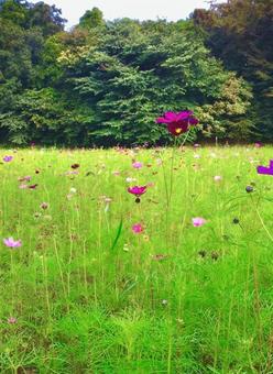 Cosmos blooming field, cosmos, bloom, autumn, JPG