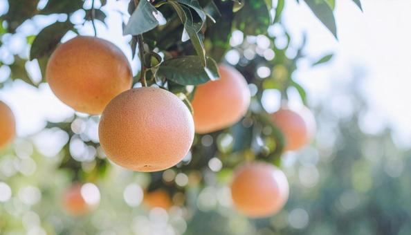 木に実るグレープフルーツの写真