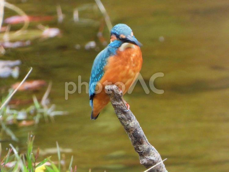 変色した水面の上のカワセミ3 カワセミ,鳥,鳥類の写真素材