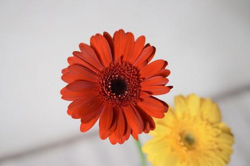 花瓶に生けたガーベラ 花瓶に生けたガーベラ ガーベラ,花,赤の写真素材