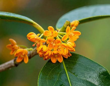 キンモクセイ３の写真