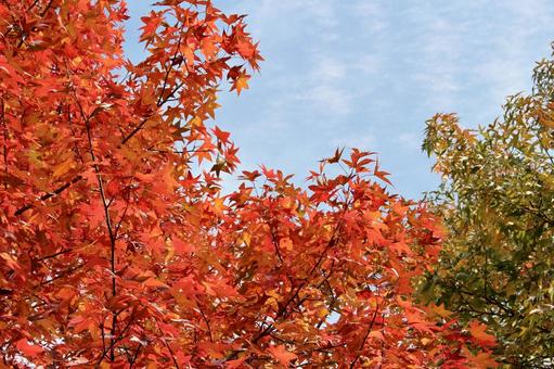 紅葉20 紅葉20 紅葉,紅葉狩り,散歩の写真素材