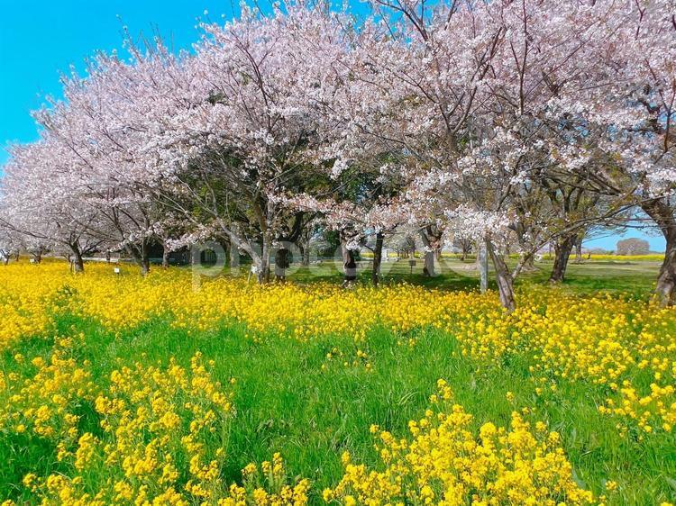 【関宿城】鮮やかサクラと菜の花の風景 関宿城,サクラ,菜の花の写真素材