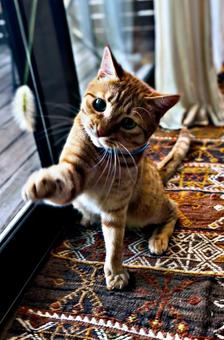 猫じゃらしで遊ぶネコ 猫じゃらしで遊ぶネコ ねこ,ネコ,遊ぶの写真素材