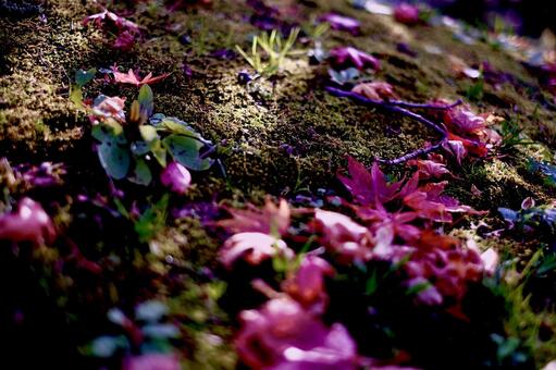 苔ともみじ 苔ともみじの写真